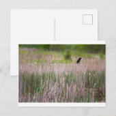 Rode zwarte vogel, Glacier Ridge Metropark Briefkaart (Voorkant / Achterkant)