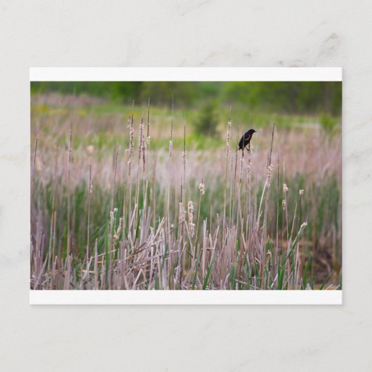Rode zwarte vogel, Glacier Ridge Metropark Briefkaart (Voorkant)