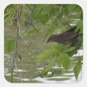 rode zwarte vogel Vist van een boomtak Vierkante Sticker