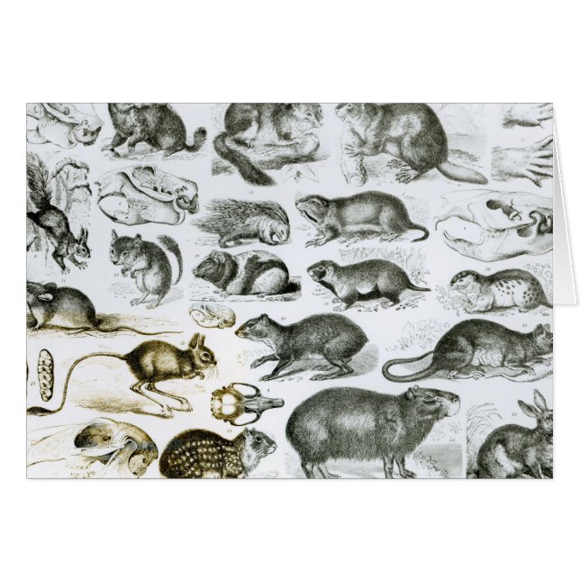 Rodentia- knaagdieren (Voorkant Horizontaal)