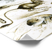 Rodentia- knaagdieren poster (Hoek)