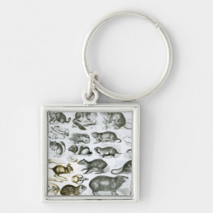 Rodentia- knaagdieren sleutelhanger