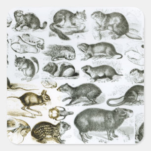 Rodentia- knaagdieren vierkante sticker