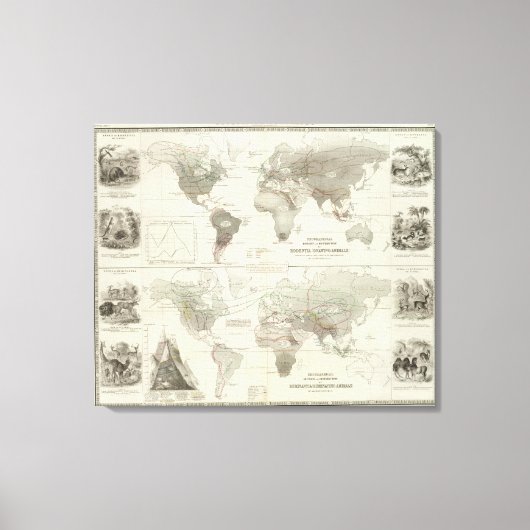 Rodentia, Ruminantia Canvas Afdruk (Voorkant)