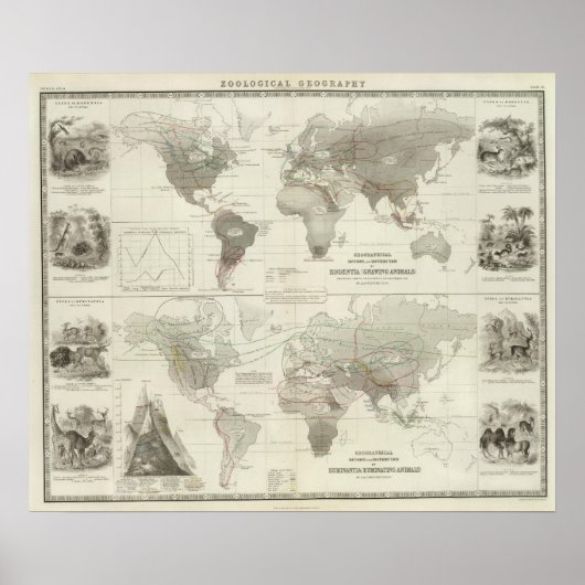 Rodentia, Ruminantia Poster (Voorkant)