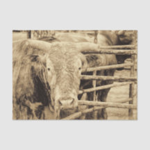 Rodeo Bull Rustic  Sepia Land Western