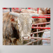 Rodeo Bull Rustic Western land Poster (Voorkant)