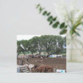 Rodeo Horses and Bulls Briefkaart (Staand voorkant)