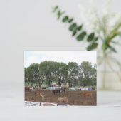 Rodeopaarden en stieren briefkaart (Staand voorkant)