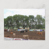 Rodeopaarden en stieren briefkaart (Voorkant)