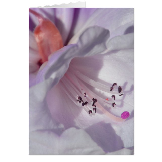 Rododendron in wit en magenta (Voorkant)