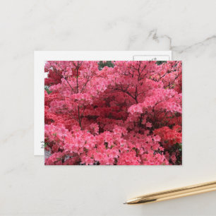 Rododendrons van Halifax Nova Scotia ansichtkaart Briefkaart