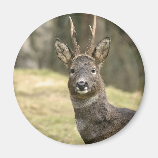Roe Deer Buck Magnet (Voorkant)