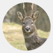 Roe Deer Buck Stickers (Voorkant)