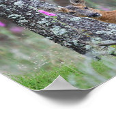 Roe Deer Poster (Hoek)