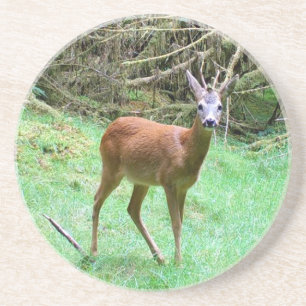 Roe Deer Stag Posing Zandsteen Onderzetter