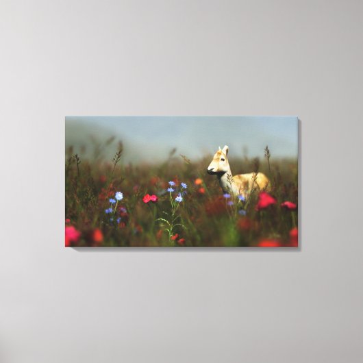 Roe in een Meadow Canvas Print (Voorkant)
