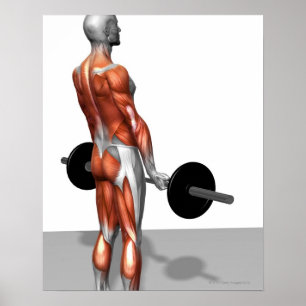 Roemeense deadlift poster