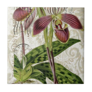 roemeense tropische franse botanische orchidee tegeltje