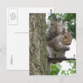 Roesteekhoorn Briefkaart (Voorkant / Achterkant)