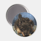 Roestige Poodle Magneet (Voorkant / Achterkant)