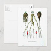  roetgroenten botanische afdrukken briefkaart (Voorkant / Achterkant)