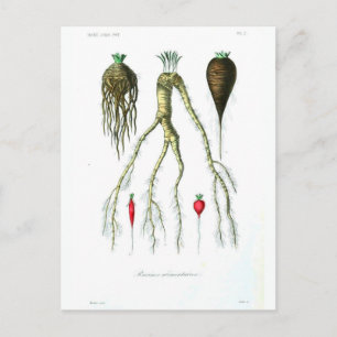  roetgroenten botanische afdrukken briefkaart