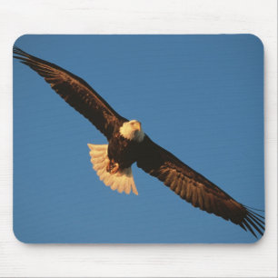 Rofvogel, Amerikaanse Zeearend in vlucht, Kachemak Muismat
