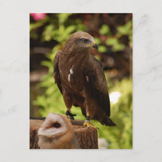 Rofvogels Briefkaart (Voorkant)