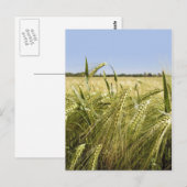 Rogge Graan Botanische Natuur Briefkaart (Voorkant / Achterkant)