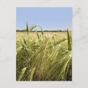 Rogge Graan Botanische Natuur Briefkaart