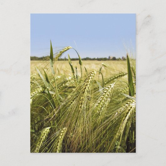 Rogge Graan Botanische Natuur Briefkaart (Voorkant)