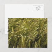 Rogge Graan Botanische Natuur Briefkaart (Voorkant / Achterkant)