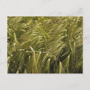 Rogge Graan Botanische Natuur Briefkaart