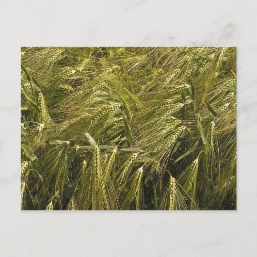 Rogge Graan Botanische Natuur Briefkaart (Voorkant)