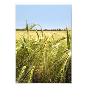Rogge Graan Botanische Natuur Foto Afdruk