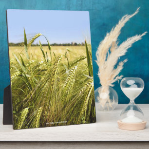 Rogge Graan Botanische Natuur Fotoplaat