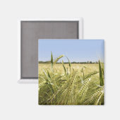 Rogge Graan Botanische Natuur Magneet (Voorkant / Achterkant)