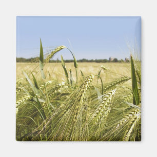 Rogge Graan Botanische Natuur Magneet