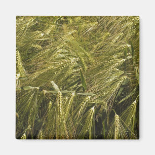 Rogge Graan Botanische Natuur Magneet