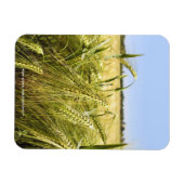 Rogge Graan Botanische Natuur Magneet (Horizontaal)