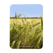 Rogge Graan Botanische Natuur Magneet (Verticaal)