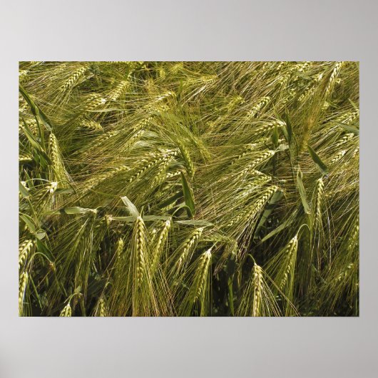 Rogge Graan Botanische Natuur Poster (Voorkant)