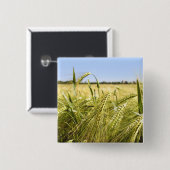 Rogge Graan Botanische Natuur Vierkante Button 5,1 Cm (Voorkant /achterkant)