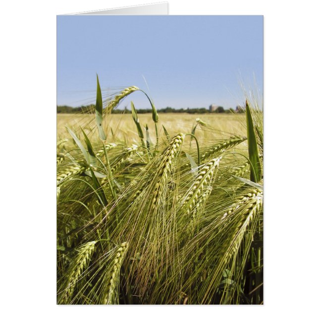 Rogge-Kaart (Voorkant)