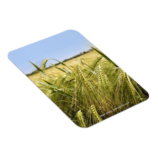 Rogge Magneet (Rechterzijde)