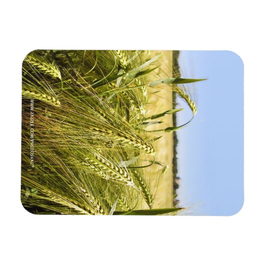 Rogge Magneet (Horizontaal)