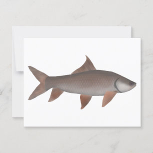 Roho Labeo Briefkaart
