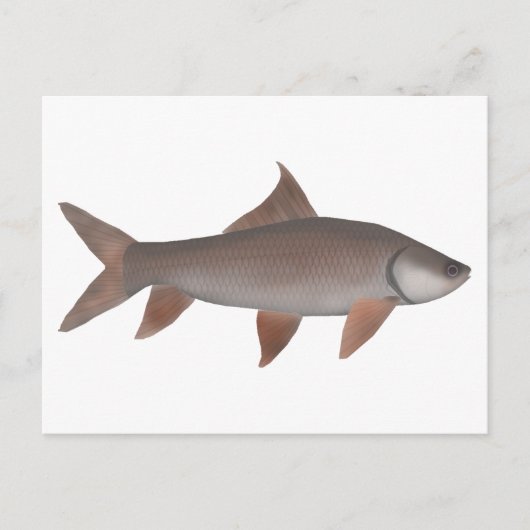 Roho Labeo Briefkaart (Voorkant)