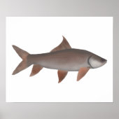 Roho Labeo Poster (Voorkant)